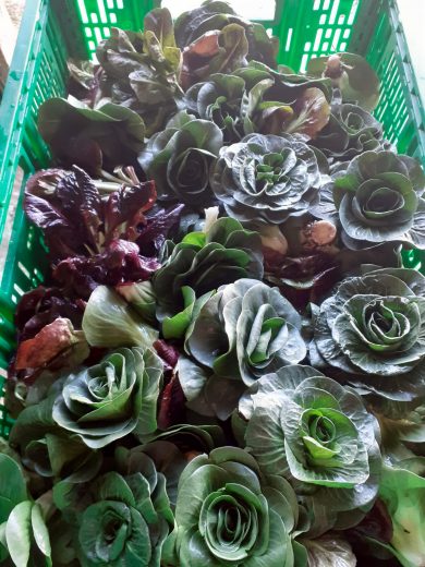 Radicchio cicorino rosso e verde